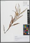 Foto von Salix viminalis L.